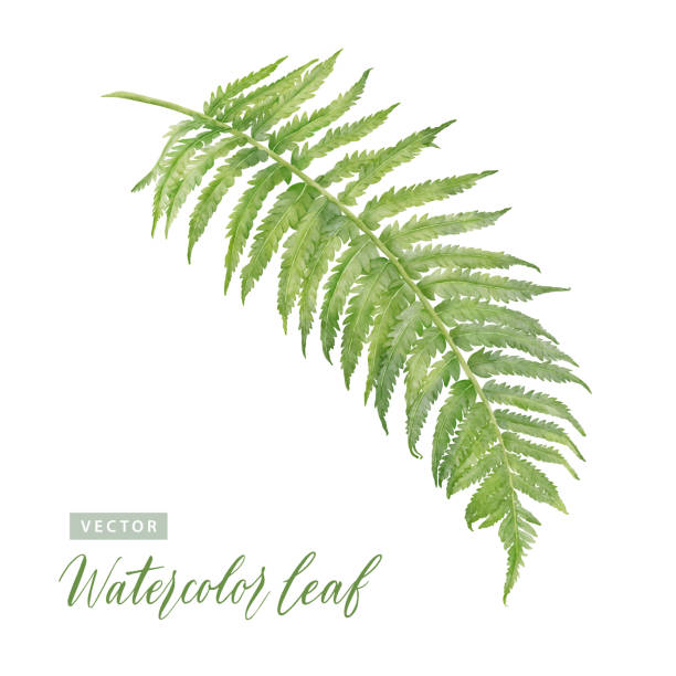 ilustrações, clipart, desenhos animados e ícones de pintura de aquarela digital tree fern leaves - samambaia