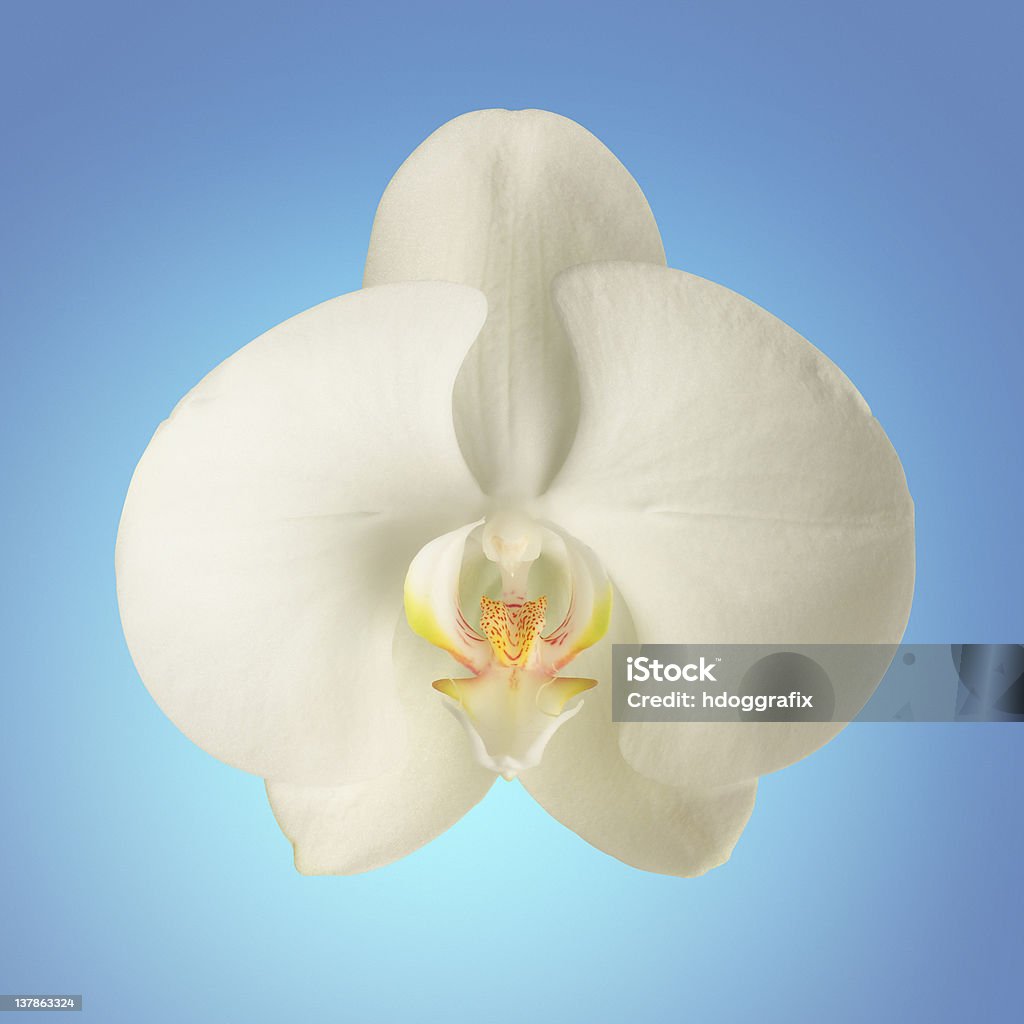 Orquídea close up com Traçado de Recorte. - Royalty-free Amarelo Foto de stock