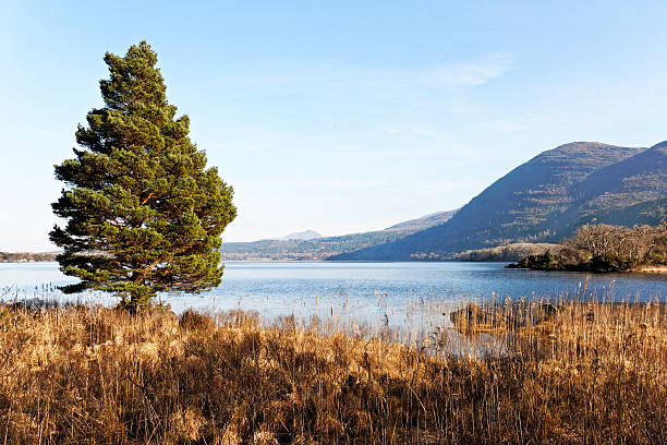 Killarney national park, kerry, Ireland stock photo