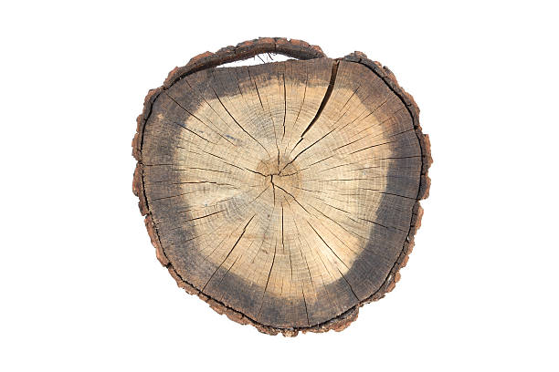 istock Cut section of oak trunk 137863559