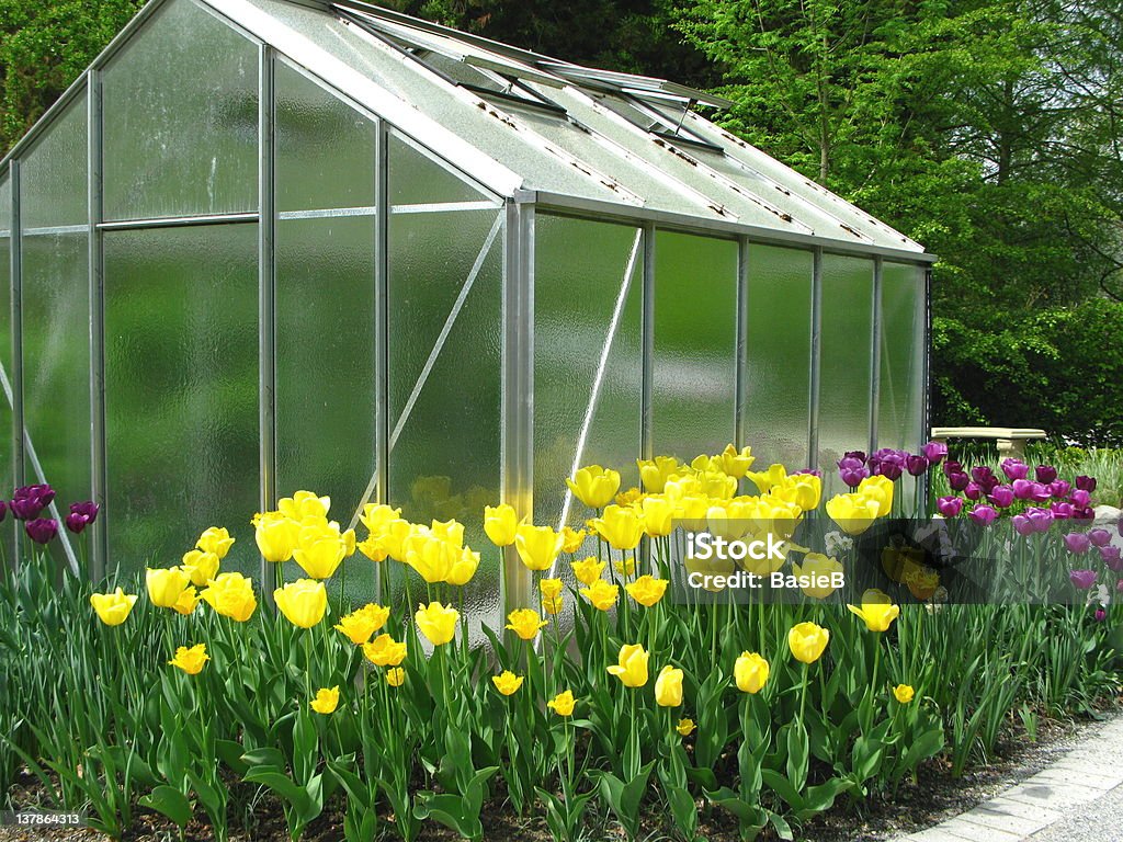 Tulipanes con efecto invernadero - Foto de stock de Accesorio de jardín libre de derechos