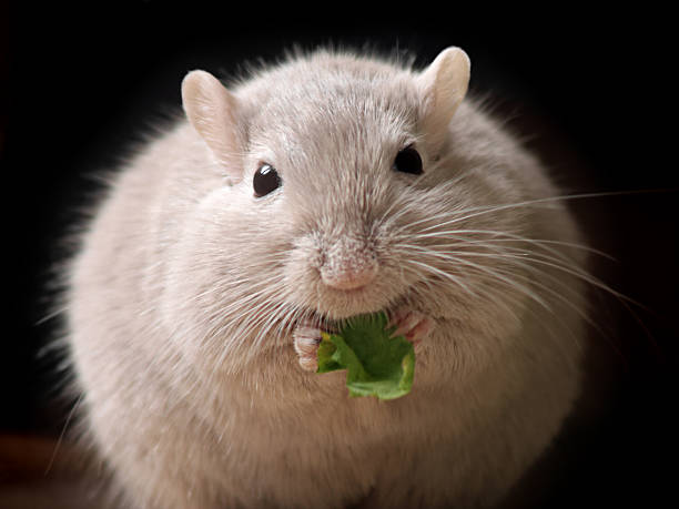 de souris moelleux - animal fat photos et images de collection