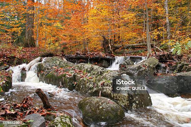 Photo libre de droit de Automne Stream banque d'images et plus d'images libres de droit de Arbre - Arbre, Arbre à feuilles caduques, Automne