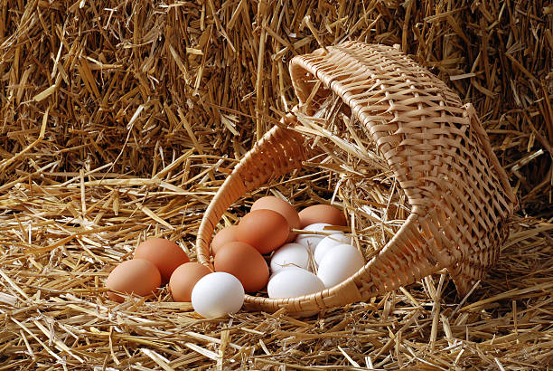 Spilled basket of eggs