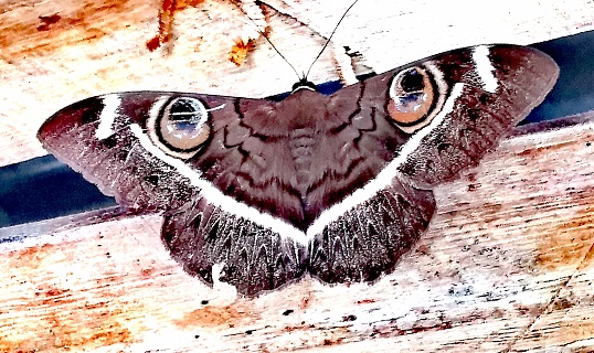 Rare moth with eyes on wings