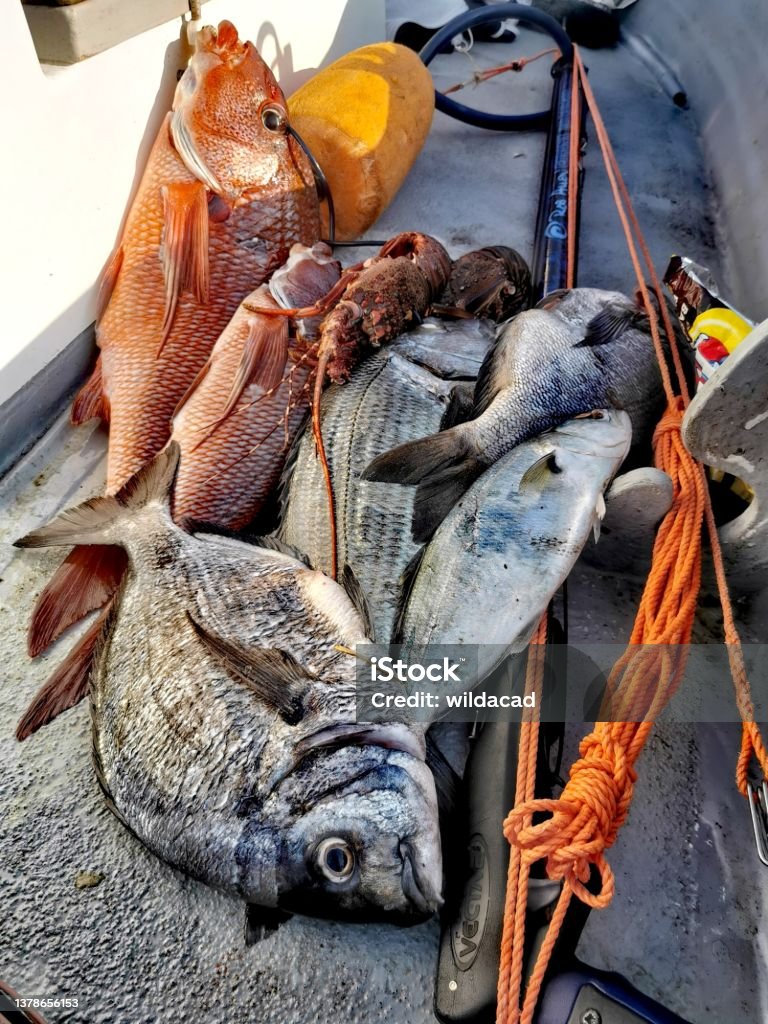Spearfishing Stringer of fish speared in Transkei Color Image Stock Photo
