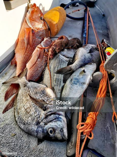 Spearfishing Stock Photo - Download Image Now - Color Image, Fish, Fishing