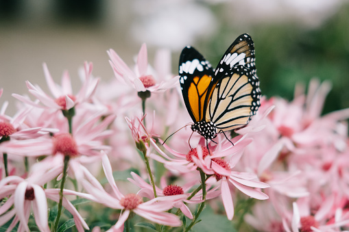 Image of butterflies perching on flowers and leaves