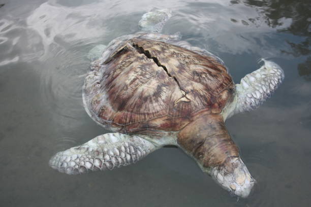 istock A green turtle died after being struck by a boat propeller that cracked its shell and injured in Kudat Marina, Kudat. Sabah, Malaysia. 1378666702