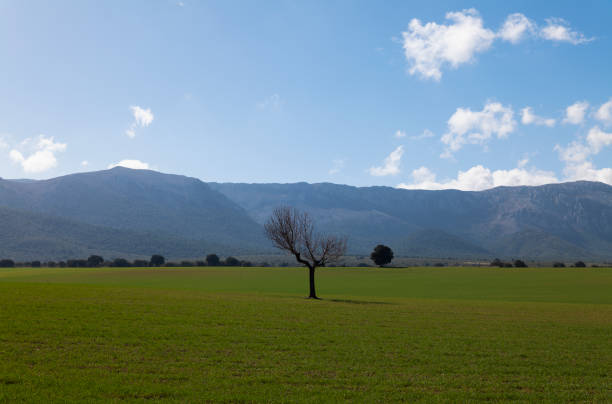 Bare tree in field against mountain and sky. Andalusia, Spain