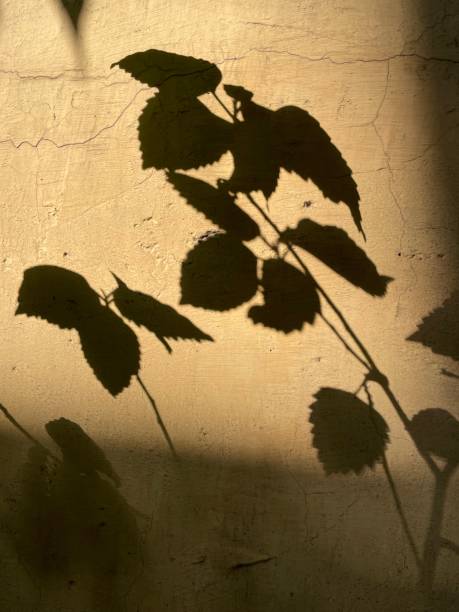 istock Shadow of leaf on the yellow wall 1378701330