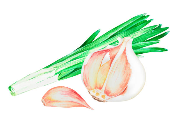 ilustrações, clipart, desenhos animados e ícones de alho e cebola verde. ilustração vintage aquarela. isolado em um fundo branco. para design. - chive onion spring onion garlic