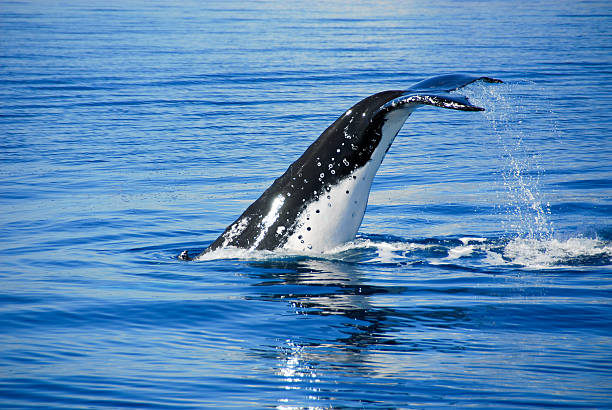 istock Humpback Whale in Hervey bay, Australia 137870865