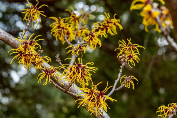 Witch hazel is a beautiful flower that blooms in the mountains with a symbol of early spring.
