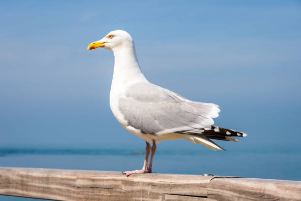 сельдевая чайка сидит на перилах. - herring gull стоковые фото и изображения