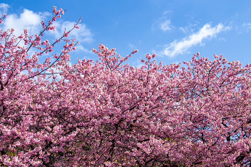 Kawazu cherry tree in Kawazu town in Japan is very beautiful.