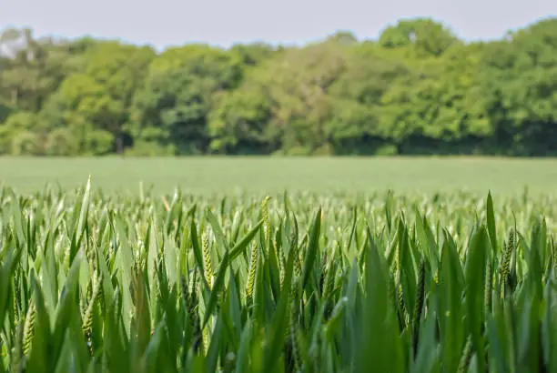Photo of Wide image of level wheat field on English Farmland