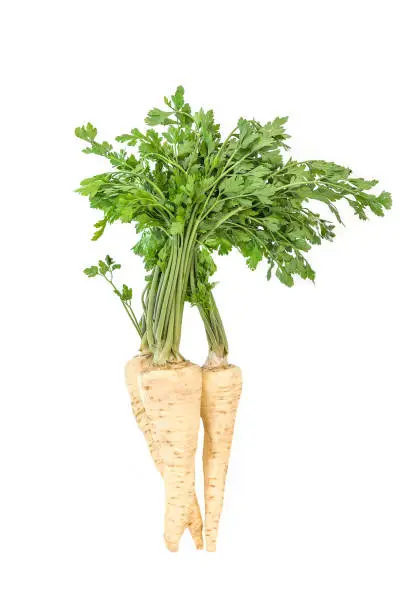 Fresh organic parsley root with green leaves isolated on a white background