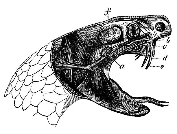 viper snake vintage illustration