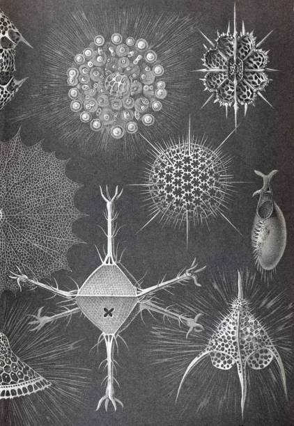 illustrations, cliparts, dessins animés et icônes de collection radiolarians vintage et spectaculaire ou radioza zooplankton. vie marine microscopique. art vintage en noir et blanc avec des animaux marins brillants. illustration gravée dessinée à la main. papier peint ou affiche rétro sea life. - engraving engraved image coastline illustration and painting