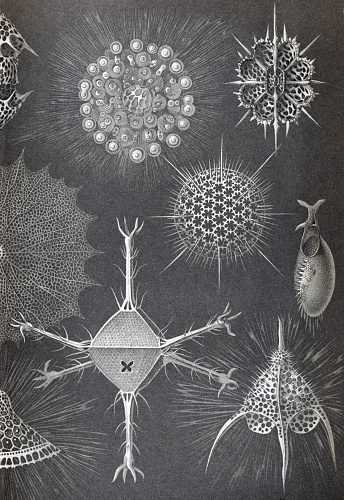 Vintage and Spectacular Radiolarians or Radioza Zooplankton collection. Microscophic Sea Life. Vintage black and white art with shinny sea animals. hand drawn engraved illustration. retro sea life wallpaper or poster.
