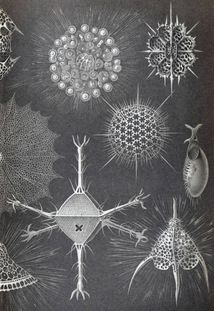 Vintage and Spectacular Radiolarians or Radioza Zooplankton collection. Microscophic Sea Life. Vintage black and white art with shinny sea animals. hand drawn engraved illustration. retro sea life wallpaper or poster. Vintage and Spectacular Radiolarians or Radioza Zooplankton collection. Microscophic Sea Life. Vintage black and white art with shinny sea animals. hand drawn engraved illustration. retro sea life wallpaper or poster. protozoan stock illustrations
