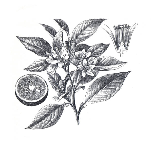 citrus aurantium lub drzewo pomarańczowe lub roślina. organiczna roślina pomarańczowa. ręcznie rysowane grawerowane jedzenie vintage lub fuit ilustracja. podstawowa zdrowa żywność. gorzka pomarańcza, sewilla pomarańczowa - citrus fruit illustrations stock illustrations