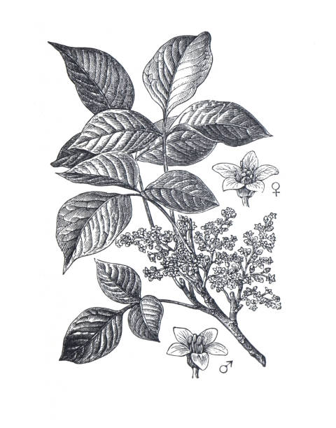 stockillustraties, clipart, cartoons en iconen met rhus toxicodendron or known as known as atlantic poison oak. poison oak. organic wild plant. hand drawn engraved vintage herb illustration. basic medical plant. - staghorn sumac