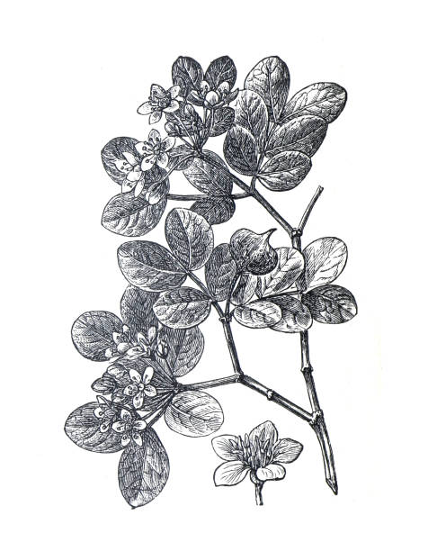 guajacum officinale oder rohrinde lignumvitae, guajakholz oder gaïacwood. kleiner baum. bio-wildpflanze. handgezeichnete gravierte vintage-illustration. grundnahrung. - giftsumach sumach stock-grafiken, -clipart, -cartoons und -symbole
