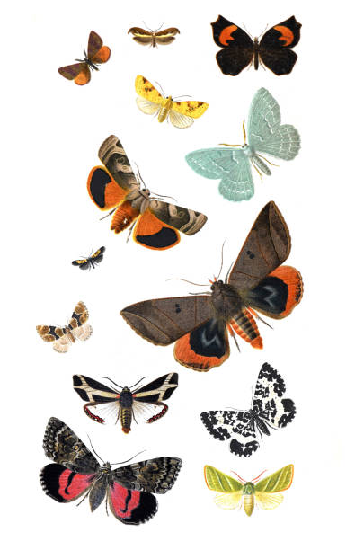 Collection of exotic butterfies and insects at floral pattern.Vintage collection of different insects and butterflies. hand drawn illustration vintage poster.