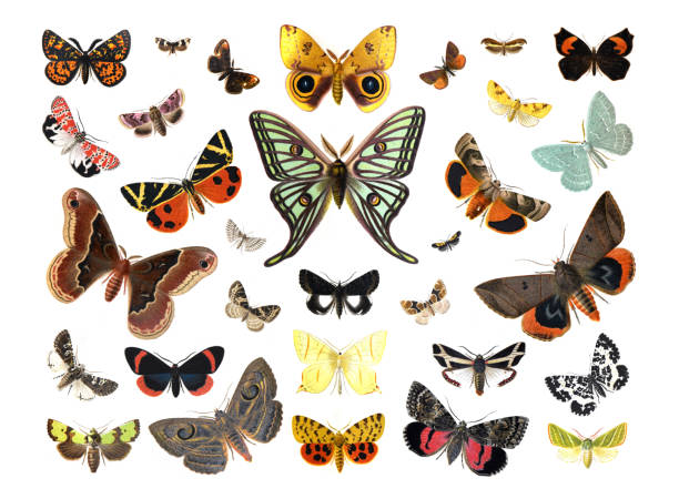 istock Collection of exotic butterfies and insects at floral pattern.Vintage collection of different insects and butterflies. hand drawn illustration vintage poster. 1378776428