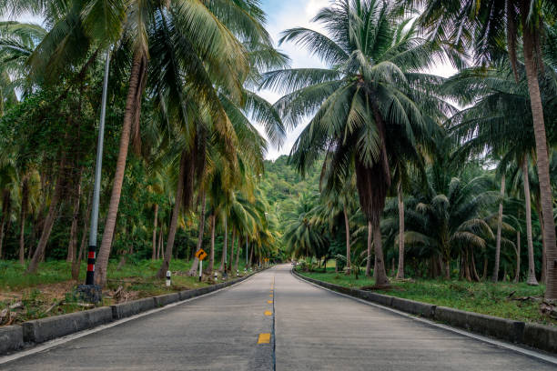 istock Beautiful road through the jungle with palm trees 1378776476