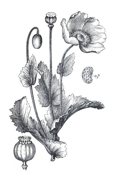 illustrations, cliparts, dessins animés et icônes de fleur de coquelicot. ou papaver somniferum fleur. illustration dessinée à la main. (papaveroideae) fleurs gravées vintage et antiques. illustration de fleurs de pavot des champs sauvages. - poppy seed illustrations