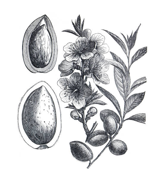 istock the almond (Prunus amygdalus.) Prunus dulcis hand drawn engraved nut food plant illustration. basic food. nut tree. organic nuts. 1378779260