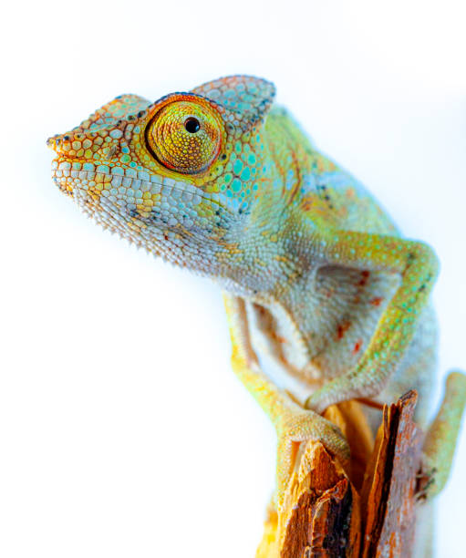 istock Chameleon portrait - Panther chameleon (Furcifer pardalis) 1378795831