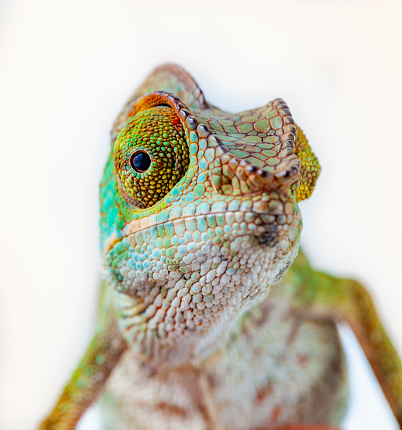 Chameleon from Reunión Island. L'Endormi. Panther chameleon (Furcifer pardalis)\n\nPortrait in white background with vivid colors.