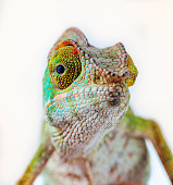 istock Chameleon portrait - Panther chameleon (Furcifer pardalis) 1378795838