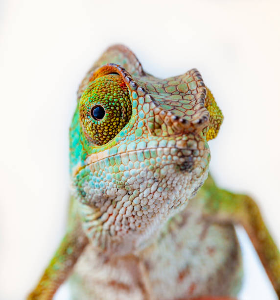 Chameleon portrait - Panther chameleon (Furcifer pardalis) Chameleon from Reunión Island. L'Endormi. Panther chameleon (Furcifer pardalis)
Portrait in white background with vivid colors. exotic pets photos stock pictures, royalty-free photos & images