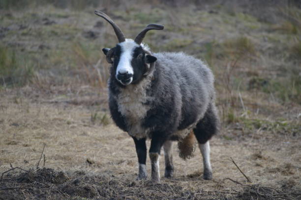 istock longhorn sheep in Hatfield Forest 1378797941