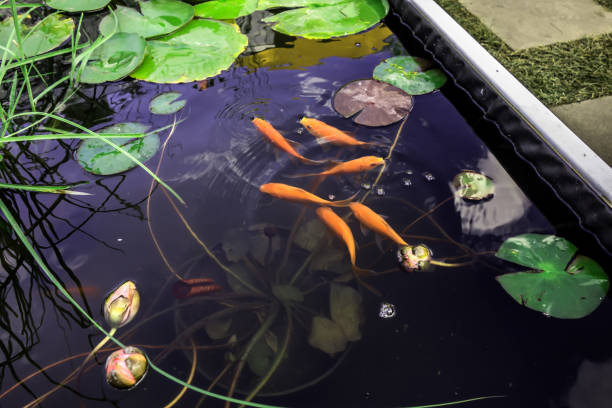rote karpfen in einem teich zwischen seerosen und anderen wasserpflanzen - water lily lily water water garden stock-fotos und bilder