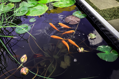 Red carps in a pond among water lilies and other aquatic plants. Landscaping, gardening, fish pond with colorful pet carps. Colorful japanese koi carps swim in pond