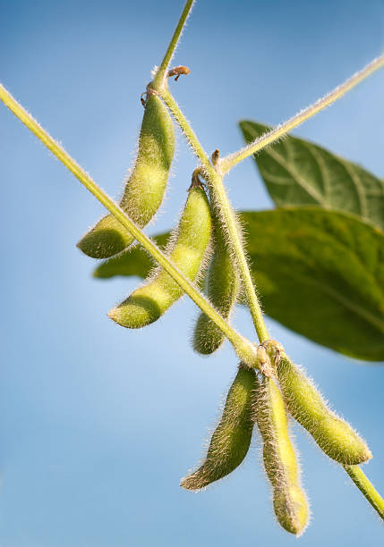 istock Close up of the soy bean 137881052