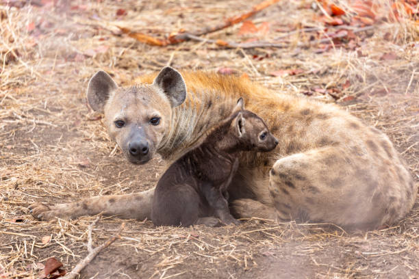 istock Female spotted hyena with cub 1378811523
