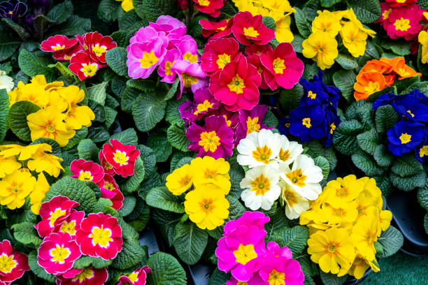 colourful primrose spring plants in bloom - primrose imagens e fotografias de stock