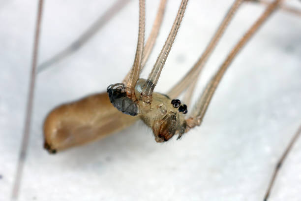 spider specimen
