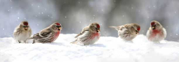istock small bird in snow during winter 1378814720