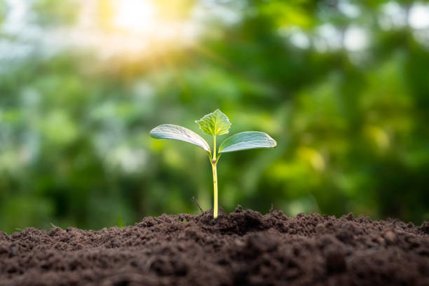istock A small tree growing on the ground alone on a blurred green background, environmental conservation concept and world environment day. 1378826955