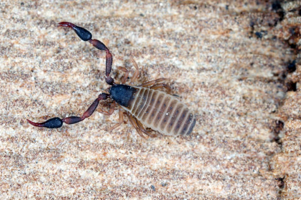 Super macro of Pseudoscorpion  also known as a false scorpion or book scorpion on tree bark. Super macro of Pseudoscorpion on tree bark. pseudoscorpion stock pictures, royalty-free photos & images