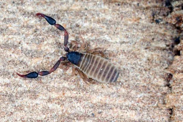 Photo of Super macro of Pseudoscorpion  also known as a false scorpion or book scorpion on tree bark.