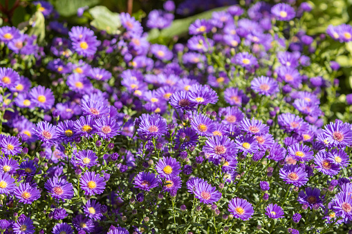 Michelmas Daisies (Aster) in London, England